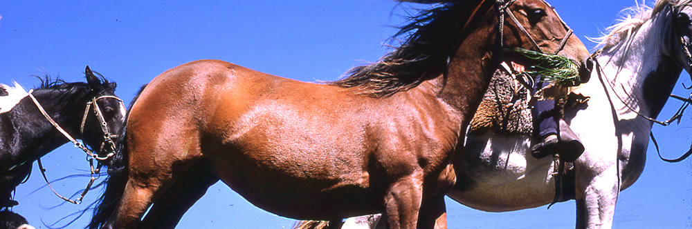 FALKLANDS HORSE COLOURS picture of horses